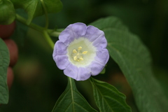 Nicandra physalodes